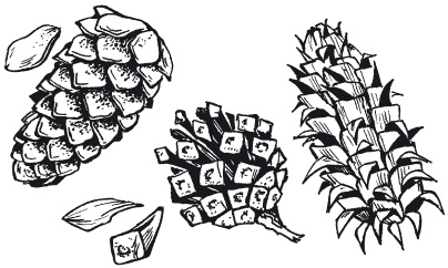 Иллюстрация к книге — Мозаика из крупы и семян [i_015.jpg]