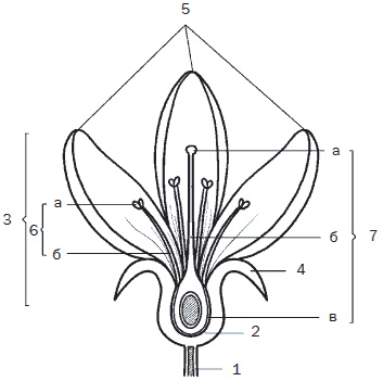Иллюстрация к книге — Всё о семенах овощных культур [i_003.jpg]