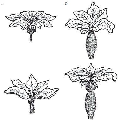 Иллюстрация к книге — Всё о семенах овощных культур [i_004.jpg]