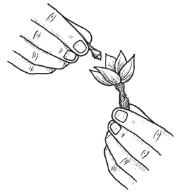 Иллюстрация к книге — Всё о семенах овощных культур [i_005.jpg]