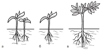 Иллюстрация к книге — Всё о семенах овощных культур [i_026.jpg]