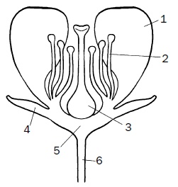 Иллюстрация к книге — Прививка плодовых деревьев: распространенные ошибки и секреты успешной прививки [i_004.jpg]