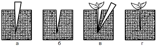 Иллюстрация к книге — Прививка плодовых деревьев: распространенные ошибки и секреты успешной прививки [i_009.jpg]