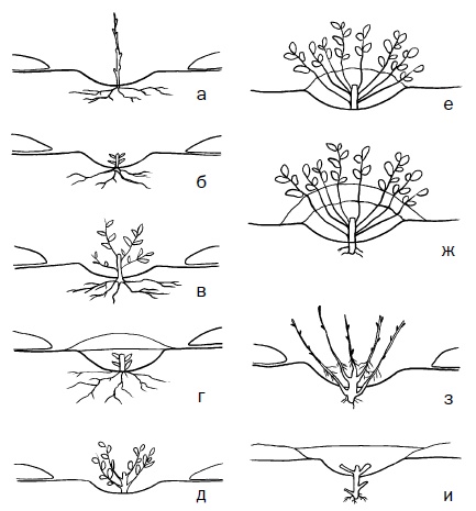 Иллюстрация к книге — Прививка плодовых деревьев: распространенные ошибки и секреты успешной прививки [i_013.jpg]