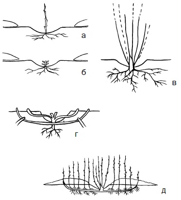 Иллюстрация к книге — Прививка плодовых деревьев: распространенные ошибки и секреты успешной прививки [i_014.jpg]