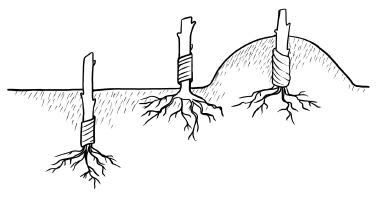 Иллюстрация к книге — Прививка плодовых деревьев: распространенные ошибки и секреты успешной прививки [i_015.jpg]