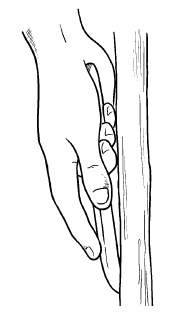 Иллюстрация к книге — Прививка плодовых деревьев: распространенные ошибки и секреты успешной прививки [i_029.jpg]