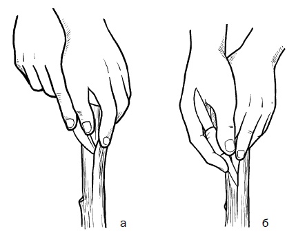 Иллюстрация к книге — Прививка плодовых деревьев: распространенные ошибки и секреты успешной прививки [i_033.jpg]