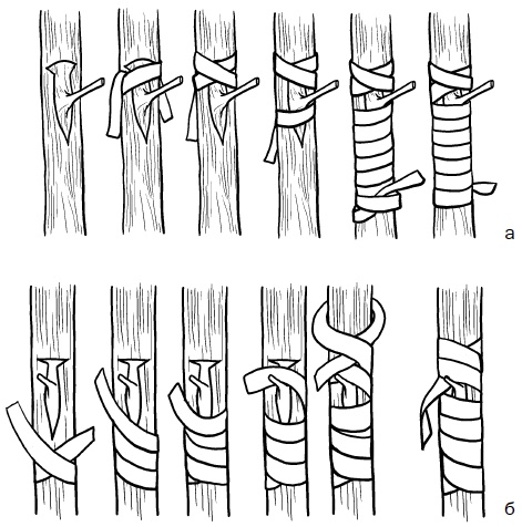 Иллюстрация к книге — Прививка плодовых деревьев: распространенные ошибки и секреты успешной прививки [i_040.jpg]