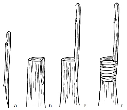Иллюстрация к книге — Прививка плодовых деревьев: распространенные ошибки и секреты успешной прививки [i_049.jpg]
