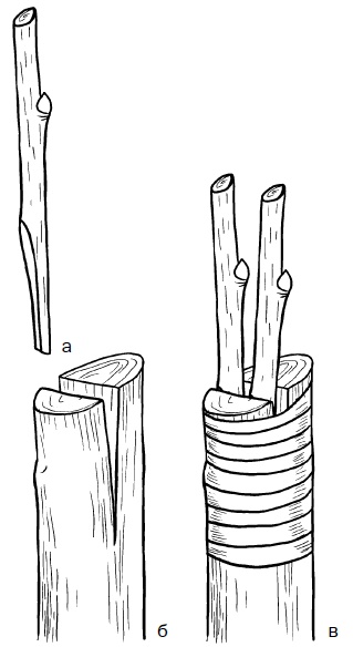 Иллюстрация к книге — Прививка плодовых деревьев: распространенные ошибки и секреты успешной прививки [i_054.jpg]