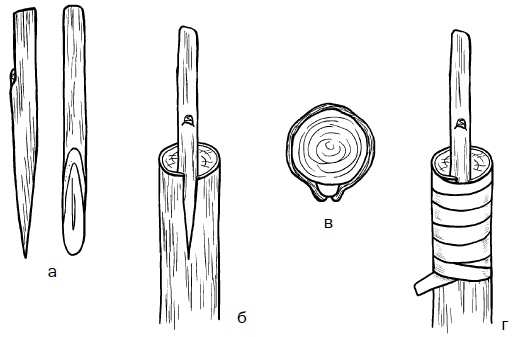 Иллюстрация к книге — Прививка плодовых деревьев: распространенные ошибки и секреты успешной прививки [i_061.jpg]