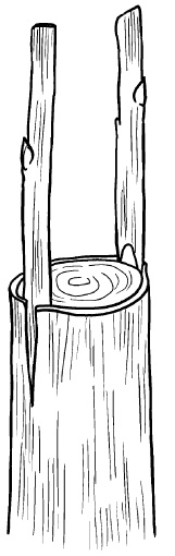 Иллюстрация к книге — Прививка плодовых деревьев: распространенные ошибки и секреты успешной прививки [i_062.jpg]