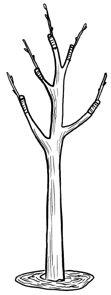 Иллюстрация к книге — Прививка плодовых деревьев: распространенные ошибки и секреты успешной прививки [i_068.jpg]