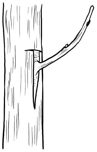 Иллюстрация к книге — Прививка плодовых деревьев: распространенные ошибки и секреты успешной прививки [i_069.jpg]