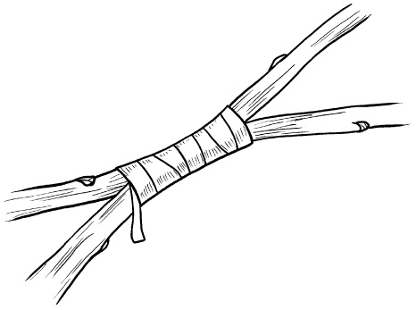 Иллюстрация к книге — Прививка плодовых деревьев: распространенные ошибки и секреты успешной прививки [i_072.jpg]