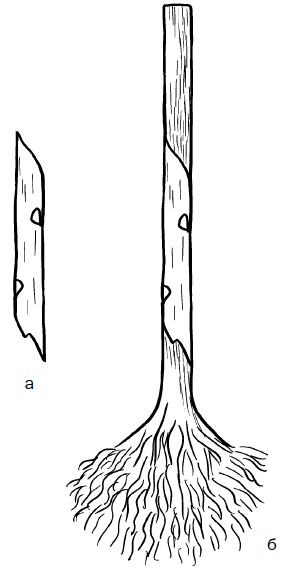 Иллюстрация к книге — Прививка плодовых деревьев: распространенные ошибки и секреты успешной прививки [i_079.jpg]