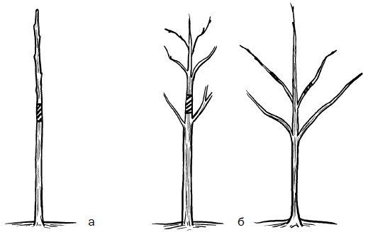 Иллюстрация к книге — Прививка плодовых деревьев: распространенные ошибки и секреты успешной прививки [i_081.jpg]