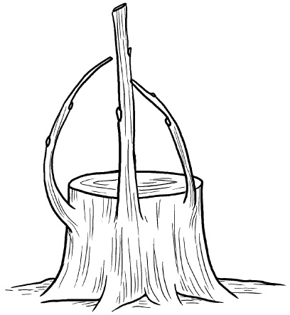 Иллюстрация к книге — Прививка плодовых деревьев: распространенные ошибки и секреты успешной прививки [i_082.jpg]