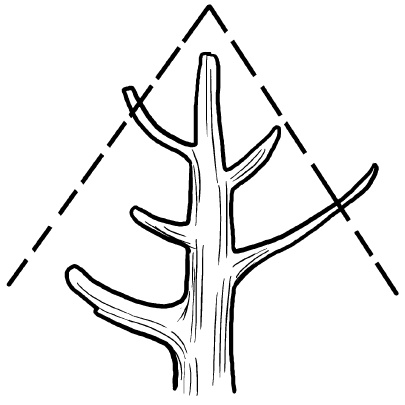 Иллюстрация к книге — Прививка плодовых деревьев: распространенные ошибки и секреты успешной прививки [i_086.jpg]