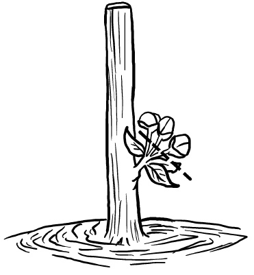 Иллюстрация к книге — Прививка плодовых деревьев: распространенные ошибки и секреты успешной прививки [i_092.jpg]