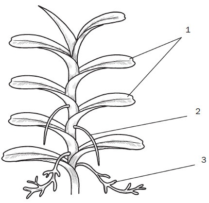 Иллюстрация к книге — Комнатные деревья и кустарники: лимон, вишня, гранат, можжевельник, акация, жасмин и многие другие [i_005.jpg]