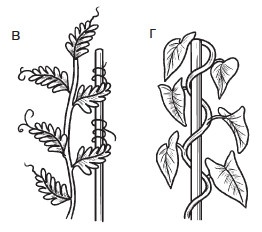 Иллюстрация к книге — Комнатные деревья и кустарники: лимон, вишня, гранат, можжевельник, акация, жасмин и многие другие [i_007.jpg]