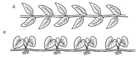 Иллюстрация к книге — Комнатные деревья и кустарники: лимон, вишня, гранат, можжевельник, акация, жасмин и многие другие [i_008.jpg]