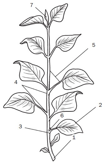 Иллюстрация к книге — Комнатные деревья и кустарники: лимон, вишня, гранат, можжевельник, акация, жасмин и многие другие [i_009.jpg]