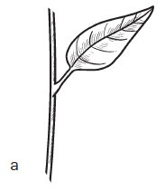 Иллюстрация к книге — Комнатные деревья и кустарники: лимон, вишня, гранат, можжевельник, акация, жасмин и многие другие [i_010.jpg]