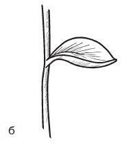 Иллюстрация к книге — Комнатные деревья и кустарники: лимон, вишня, гранат, можжевельник, акация, жасмин и многие другие [i_011.jpg]