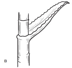 Иллюстрация к книге — Комнатные деревья и кустарники: лимон, вишня, гранат, можжевельник, акация, жасмин и многие другие [i_012.jpg]