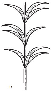 Иллюстрация к книге — Комнатные деревья и кустарники: лимон, вишня, гранат, можжевельник, акация, жасмин и многие другие [i_016.jpg]