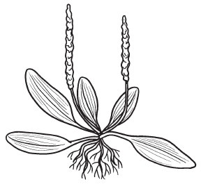 Иллюстрация к книге — Комнатные деревья и кустарники: лимон, вишня, гранат, можжевельник, акация, жасмин и многие другие [i_017.jpg]