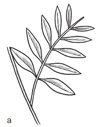 Иллюстрация к книге — Комнатные деревья и кустарники: лимон, вишня, гранат, можжевельник, акация, жасмин и многие другие [i_018.jpg]