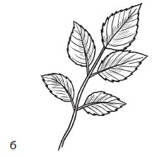 Иллюстрация к книге — Комнатные деревья и кустарники: лимон, вишня, гранат, можжевельник, акация, жасмин и многие другие [i_019.jpg]