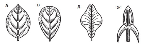 Иллюстрация к книге — Комнатные деревья и кустарники: лимон, вишня, гранат, можжевельник, акация, жасмин и многие другие [i_021.jpg]