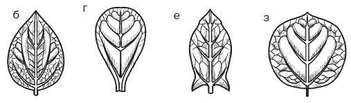Иллюстрация к книге — Комнатные деревья и кустарники: лимон, вишня, гранат, можжевельник, акация, жасмин и многие другие [i_022.jpg]