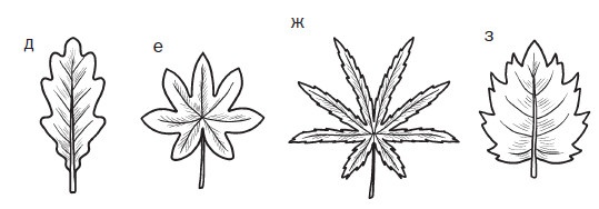 Иллюстрация к книге — Комнатные деревья и кустарники: лимон, вишня, гранат, можжевельник, акация, жасмин и многие другие [i_026.jpg]