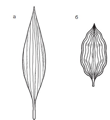 Иллюстрация к книге — Комнатные деревья и кустарники: лимон, вишня, гранат, можжевельник, акация, жасмин и многие другие [i_027.jpg]