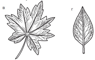 Иллюстрация к книге — Комнатные деревья и кустарники: лимон, вишня, гранат, можжевельник, акация, жасмин и многие другие [i_028.jpg]