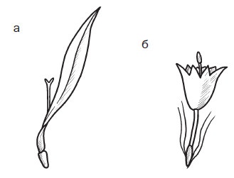 Иллюстрация к книге — Комнатные деревья и кустарники: лимон, вишня, гранат, можжевельник, акация, жасмин и многие другие [i_030.jpg]