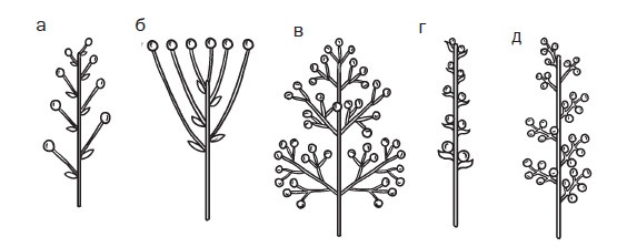 Иллюстрация к книге — Комнатные деревья и кустарники: лимон, вишня, гранат, можжевельник, акация, жасмин и многие другие [i_032.jpg]