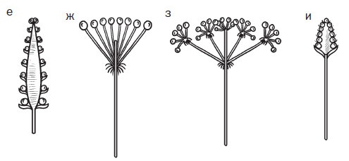 Иллюстрация к книге — Комнатные деревья и кустарники: лимон, вишня, гранат, можжевельник, акация, жасмин и многие другие [i_033.jpg]