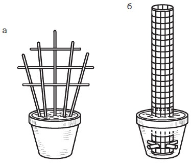 Иллюстрация к книге — Комнатные деревья и кустарники: лимон, вишня, гранат, можжевельник, акация, жасмин и многие другие [i_040.jpg]