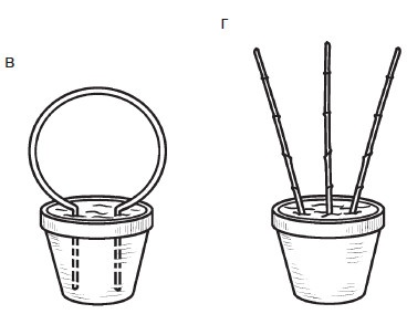 Иллюстрация к книге — Комнатные деревья и кустарники: лимон, вишня, гранат, можжевельник, акация, жасмин и многие другие [i_041.jpg]