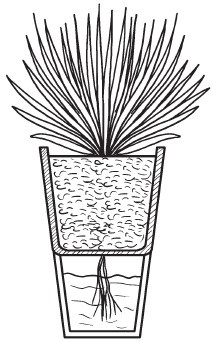 Иллюстрация к книге — Комнатные деревья и кустарники: лимон, вишня, гранат, можжевельник, акация, жасмин и многие другие [i_042.jpg]