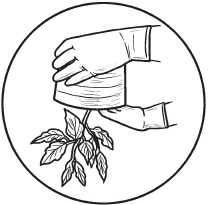 Иллюстрация к книге — Комнатные деревья и кустарники: лимон, вишня, гранат, можжевельник, акация, жасмин и многие другие [i_046.jpg]