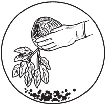 Иллюстрация к книге — Комнатные деревья и кустарники: лимон, вишня, гранат, можжевельник, акация, жасмин и многие другие [i_047.jpg]