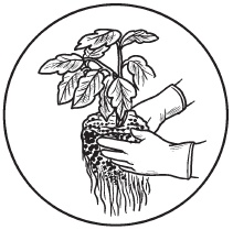 Иллюстрация к книге — Комнатные деревья и кустарники: лимон, вишня, гранат, можжевельник, акация, жасмин и многие другие [i_048.jpg]